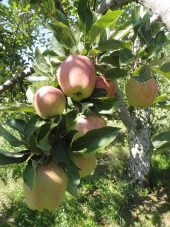 golden delicious golden delicious